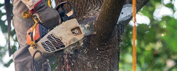 Best Tree Preservation Services  in Marysville, WA