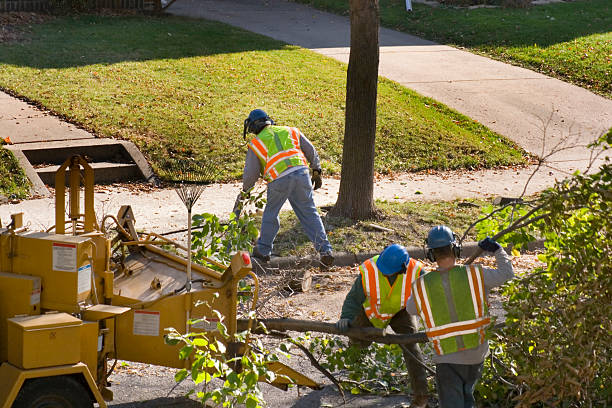 Best Tree Cabling and Bracing  in Marysville, WA